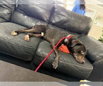 Small #2 American Staffordshire Terrier Mix