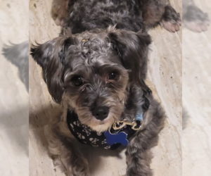 Cicero - Male Poodle (Miniature)-Unknown Mix Dog for Adoption