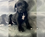 Small Photo #7 American Bandogge mastiff Puppy For Sale in FORT GARLAND, CO, USA
