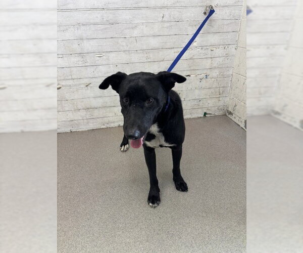 Medium Photo #1 Labrador Retriever-Unknown Mix Puppy For Sale in San Bernardino, CA, USA
