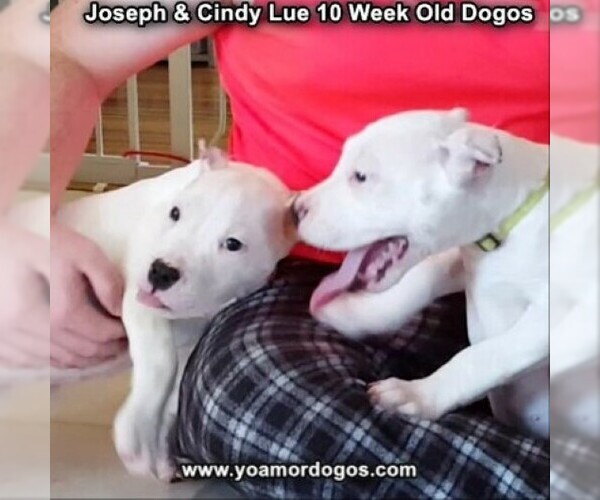 Medium Photo #110 Dogo Argentino Puppy For Sale in PINEVILLE, MO, USA