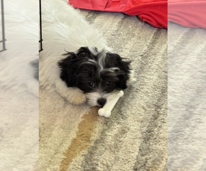 Coton de Tulear Puppy for sale in PEORIA, AZ, USA