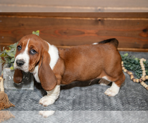 Medium Photo #3 Basset Hound Puppy For Sale in WAKARUSA, IN, USA
