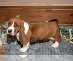 Small #2 Basset Hound
