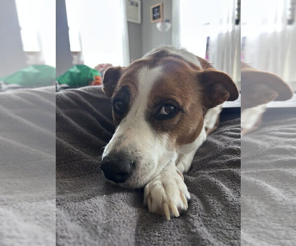 Medium Photo #1 Labrador Retriever-Unknown Mix Puppy For Sale in Brewster, NY, USA