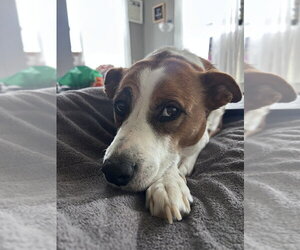 Labrador Retriever-Unknown Mix Dogs for adoption in Brewster, NY, USA