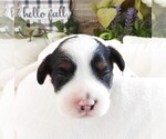 Small Photo #10 Cavapoo Puppy For Sale in CARLISLE, KY, USA