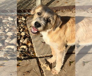 Mutt Dogs for adoption in Rockaway, NJ, USA