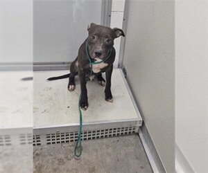 Mutt Dogs for adoption in Temple, TX, USA