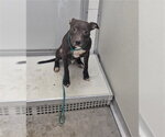 Small Mutt