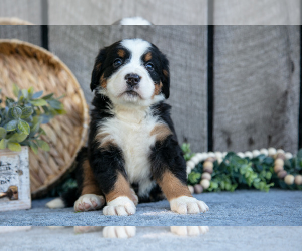 Medium Photo #24 Bernese Mountain Dog Puppy For Sale in SHREVE, OH, USA