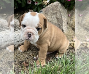 Olde English Bulldogge Puppy for sale in HOLLAND, MI, USA