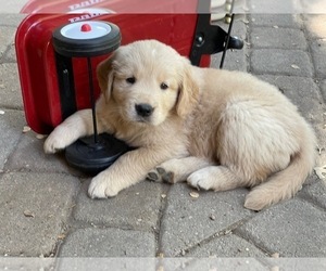Golden Retriever Puppy for sale in MCKINNEY, TX, USA