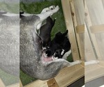 Small Photo #56 Siberian Husky Puppy For Sale in ALTON, IL, USA