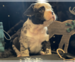 Small Photo #32 French Bulldog Puppy For Sale in KENDALL PARK, NJ, USA