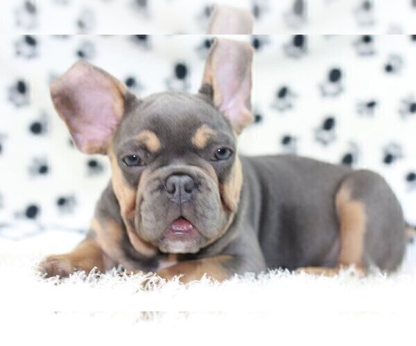 Medium Photo #2 French Bulldog Puppy For Sale in MACLEAN, VA, USA