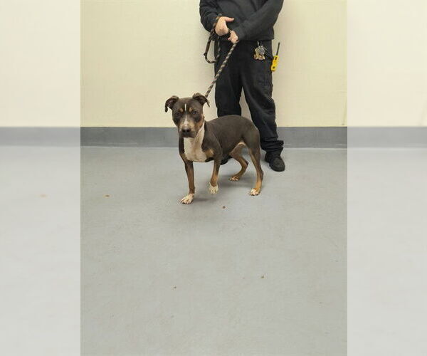 Medium Photo #1 American Pit Bull Terrier Puppy For Sale in Louisville, KY, USA