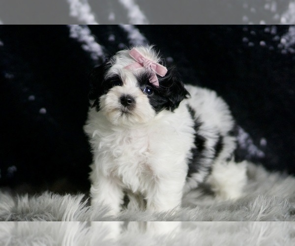 Medium Photo #5 Maltipoo Puppy For Sale in WARSAW, IN, USA