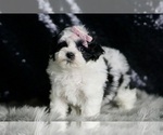Small Photo #79 Maltipoo Puppy For Sale in WARSAW, IN, USA