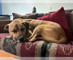Small #3 Black Mouth Cur-Boxer Mix
