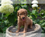 Small Photo #10 Golden Retriever Puppy For Sale in GREENWOOD, WI, USA