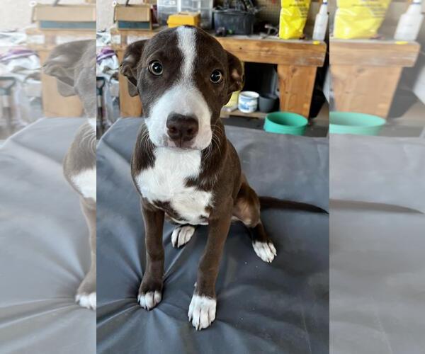 Medium Photo #5 American Pit Bull Terrier-Border Collie Mix Puppy For Sale in Incline Village, NV, USA