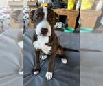 Small #4 American Pit Bull Terrier-Border Collie Mix