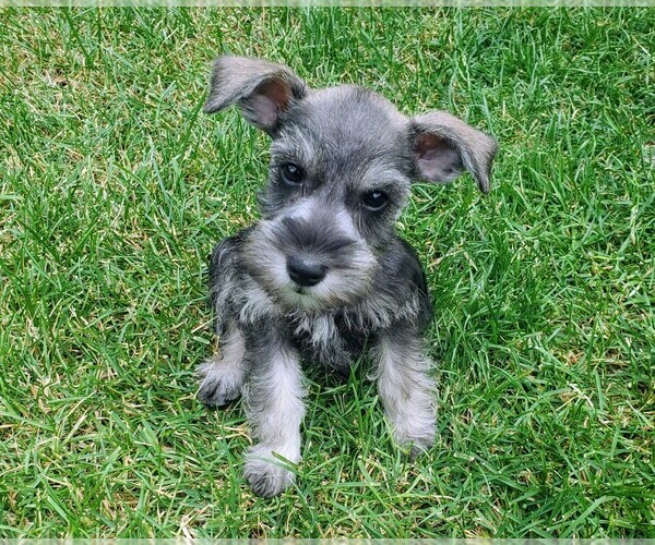 View Ad: Schnauzer (Miniature) Puppy for Sale near ...