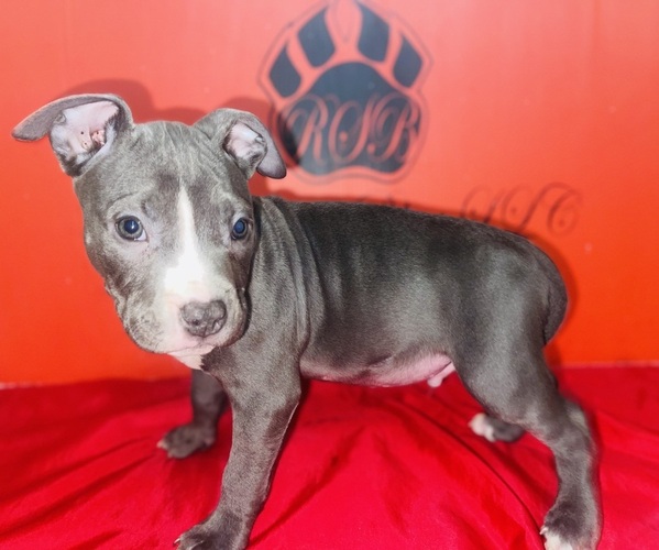 Medium Photo #4 American Pit Bull Terrier Puppy For Sale in TRENTON, NJ, USA