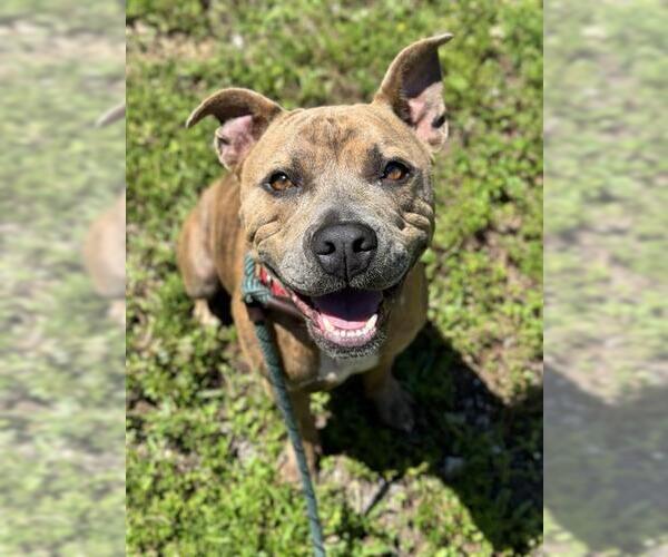 Medium Photo #1 American Staffordshire Terrier Puppy For Sale in Fort Lauderdale, FL, USA