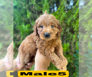 Goldendoodle (Miniature) Puppy for sale in BAKERSFIELD, CA, USA