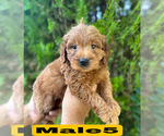 Image preview for Ad Listing. Nickname: Litter of 9
