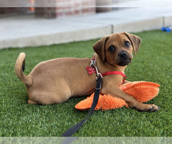 Medium Photo #5 Pug-Unknown Mix Puppy For Sale in San Diego, CA, USA