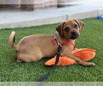 Small #4 Pug Mix