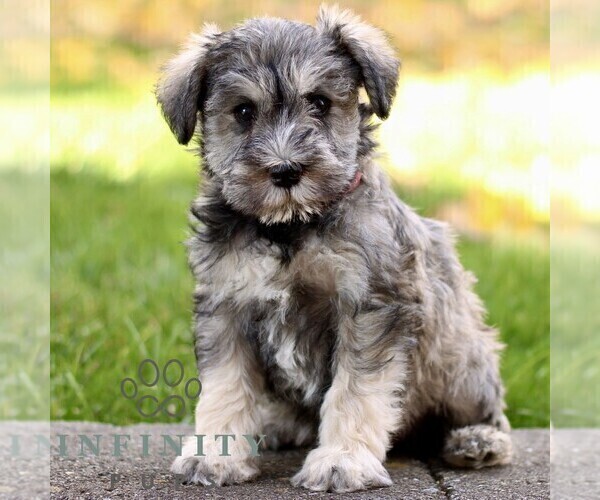 Medium Photo #1 Schnauzer (Miniature) Puppy For Sale in RONKS, PA, USA
