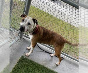 Mutt Dogs for adoption in Baytown, TX, USA