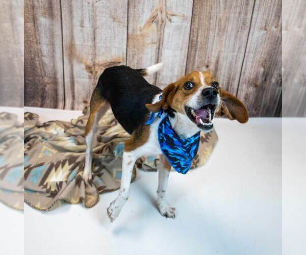 Medium Photo #2 Beagle Puppy For Sale in Kennesaw, GA, USA