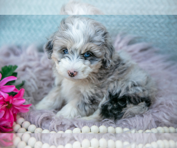 Medium Photo #2 Aussiedoodle Miniature  Puppy For Sale in CLARE, MI, USA