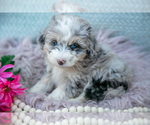 Small Photo #6 Aussiedoodle Miniature  Puppy For Sale in CLARE, MI, USA