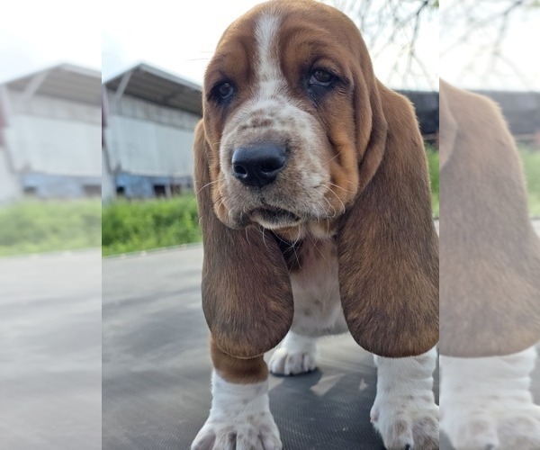 Medium Photo #9 Basset Hound Puppy For Sale in GREENLEAF, WI, USA