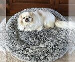 Small #1 Pekingese