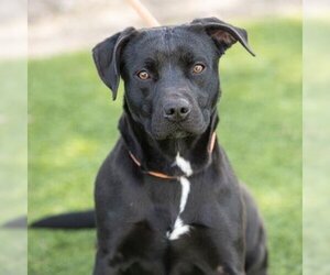 American Pit Bull Terrier-Labrador Retriever Mix Dogs for adoption in Camarillo, CA, USA