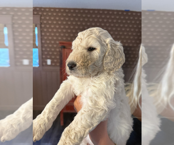 Medium Photo #2 Goldendoodle-Irish Doodle Mix Puppy For Sale in LAKELAND, FL, USA