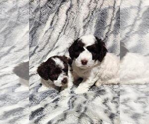 Poodle (Miniature) Puppy for Sale in PERRYSVILLE, Ohio USA
