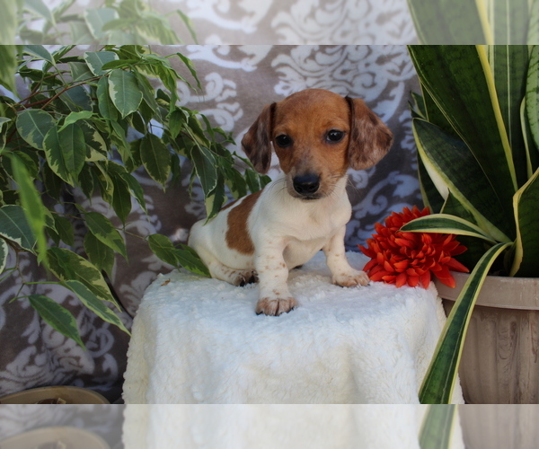 Medium Photo #4 Dachshund Puppy For Sale in SHILOH, OH, USA