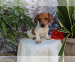Small #3 Dachshund