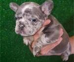 Small Photo #4 French Bulldog Puppy For Sale in N LAS VEGAS, NV, USA