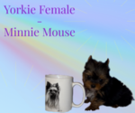 Small #2 Yorkshire Terrier