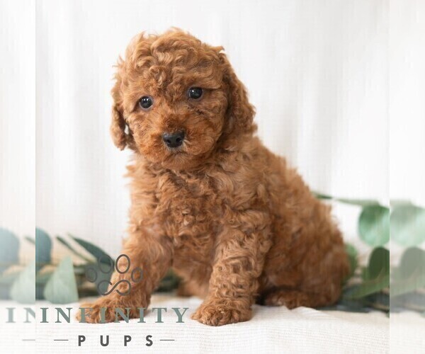 Medium Photo #4 Poodle (Miniature) Puppy For Sale in DORNSIFE, PA, USA