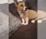 Small #9 Pembroke Welsh Corgi